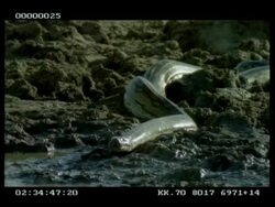 MS Python slithering across mud and into water, swims swiftly to opposite bank Stock Footage