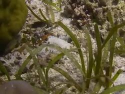 Juvenile Reef Fish Stock Footage