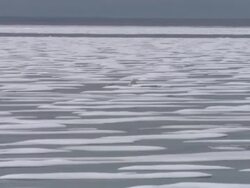 Polar Bear and her cubs in the Arctic News Clip
