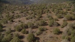 Scrub brush grows along a desert plateau. Stock Footage