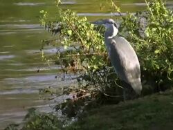 PAL: Heron Stock Footage