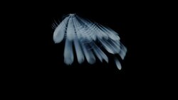 'coming soon!' - kinetic words Stock Footage