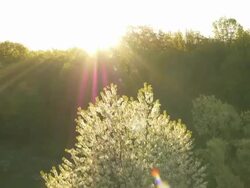 AERIAL Blooming tree with surrounding landscape Stock Footage
