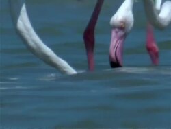 Greater Flamingoes (Phoenicopterus roseus) feeding, South India Stock Footage