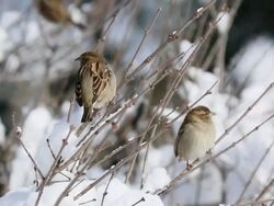 MS Shot of sparrows staying at branch of tree in which snow lay at Central Park with People crossing / New York, United States Stock Footage