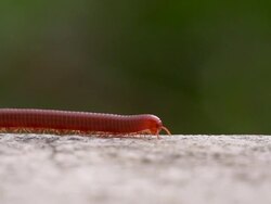 Millipede Walk Slow Stock Footage
