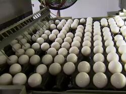 Pan of eggs on conveyor belts. Stock Footage