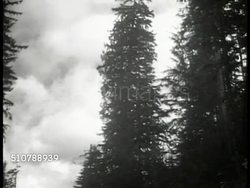 Seattle Lumber Industry evergreens Instructional Video