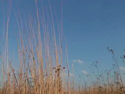 Prairie 009 1080p30 Stock Footage