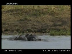 Hippo, Hippopotamus amphibius, pair play fighting in water, mouth wrestling, MS, Botswana Stock Footage