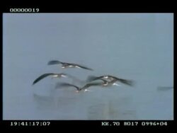 MS African skimmers flying low over water Stock Footage