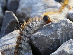 Line of caterpillars on the stones Stock Footage