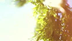 Willow leaves in the sun Stock Footage
