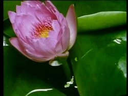 Time lapse - CU High angle, African water lily closing with Dead hoverfly trapped inside Stock Footage