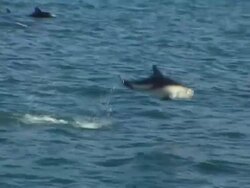 Dusky Dolphin (Lagenorhynchus obscurus) leaping clearly out of water, Kaikoura, New Zealand Stock Footage