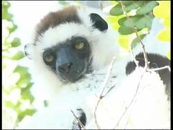 Verreaux's Sifaka, Propithecus verreauxi verreauxi, Andohahela National Park Stock Footage