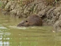 MS TS Shot of myocastor coypus eating Bark of Branch / Saintes Marie de la Mer, Camargue, France Stock Footage
