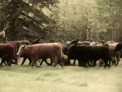 Cowboy and Cowgirl  herding cattle from field Stock Footage
