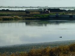 Containment pond of Manure and waste run off from high density feed lot Stock Footage