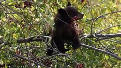 TS  shot of a drowsy black bear cub (Ursus americanus) sitting in a choke cherry bush (slow motion) Stock Footage