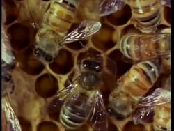 MCU honey bees on comb, pan left to bees around queen laying egg Stock Footage
