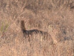 MS TS Shot of Honey badger walking through scrub   / Central Kalahari Game Reserve, Botswana Stock Footage