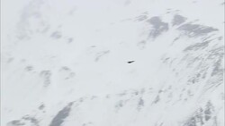 A bald eagle soars over snowy mountains in Dutch Harbor, Alaska. Stock Footage