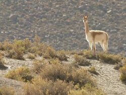 MS Shot of Vicunia, Vicugna on Altiplano Puna grassland in Andes mountains / San Pedro de Atacama, Norte Grande, Chile Stock Footage