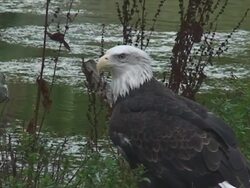Standing Proud Stock Footage