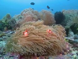 False Clown Anemonefish sheltering in Magnificent Sea Anemone, Monad Shoa, Malapascua, Philippines Stock Footage