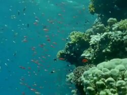 MS Coral reef with shoals of orange anthias and white and black white tailed butterfish / Egypt Stock Footage