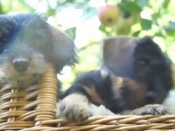 Dachshund puppies playing in garden Stock Footage