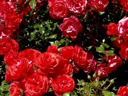 MS View of bloom red roses / Koblenz, Rhineland-Palatinate, Germany Stock Footage
