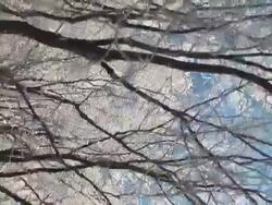 HD STEADYCAM: Walking under trees. Stock Footage