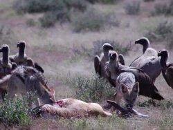 Jackal feeding on a springbok Stock Footage
