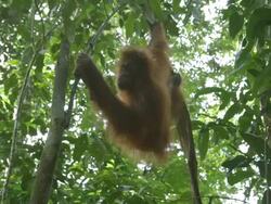 MS Orang utan in tree moving / Bukit Lawang, North Sumatra, Indonesia Stock Footage