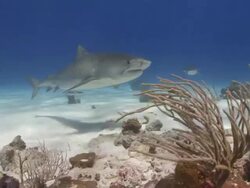 Tiger shark to camera and over reef Stock Footage
