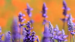 lavender flower and  blue salvia flower in field Stock Footage