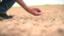 Seeding,Seedling,Planting Stock Footage