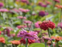 Butterfly at colorful Chrysanthemum field Stock Footage