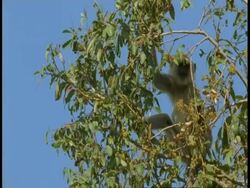 MS Hanuman Langur, Semnopithecus entellus, eating fruit in tree, Bandhavgarh National Park, India Stock Footage