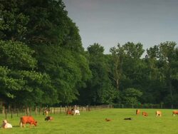 PAL:Cattle Stock Footage