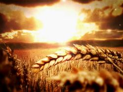 Wheat Field Stock Footage