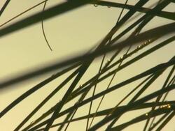 Pampas Grass Stock Footage