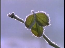 CU frosted twig and leaf, England, UK Stock Footage