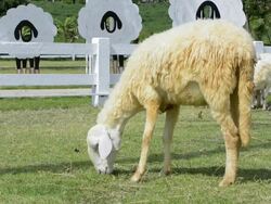 sheep grazing Stock Footage