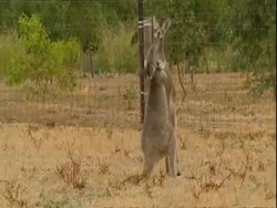 MS Two kangaroos boxing Stock Footage