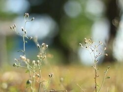 Poa pratensis. Common meadow-grass in a meadow. Conical panicle with many spikelets blown by wind on blurred green background Stock Footage