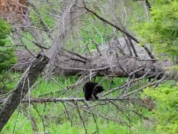 MS Black bear cub playing out on limb / Yellowstone, Wyoming, United States Stock Footage