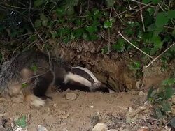 MS SLO MO European Badger, meles meles pair standing at den entrance / Calvados, Normandy, France Stock Footage